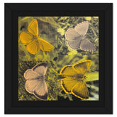 Butterflies