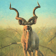 Pronghorns