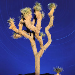 Joshua Tree