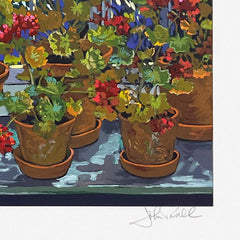 Geraniums