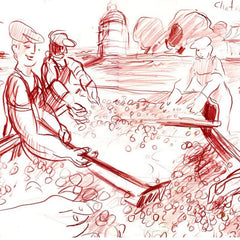 Harvest at Chateau Latour (Bordeaux)