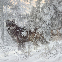 Phantom of the North