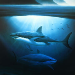 Great White Sharks