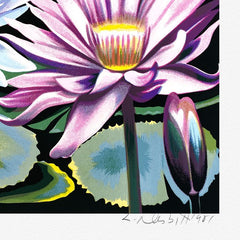 Water Lily II
