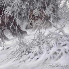 Phantom of the North