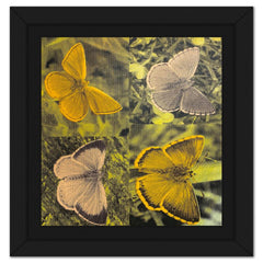 Butterflies