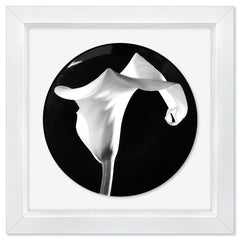 Calla Lily (1988)