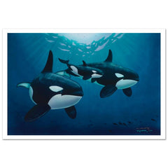 Orca Calling