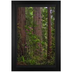 Redwoods