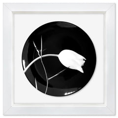 Tulip (1988)
