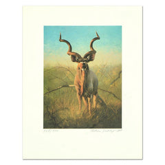 Pronghorns