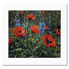 Red Poppies