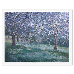 Cherry Blossom